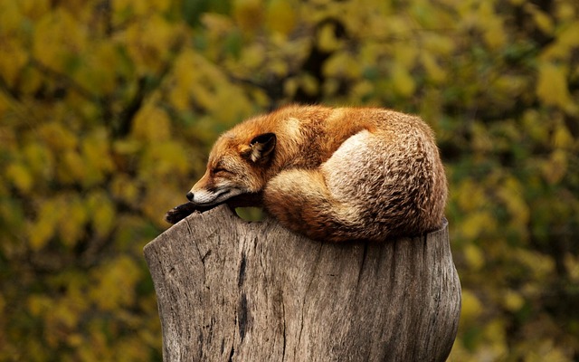 丸まって眠る狐