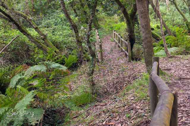 Senda de los Molinos de Riomaior - PR-G 102