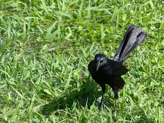 Quiscale noir - Quiscalus niger