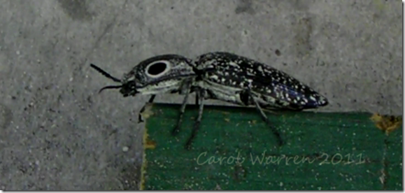eyed click beetlecs