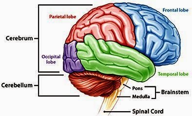 Perbedaan Otak Besar dan Otak Kecil