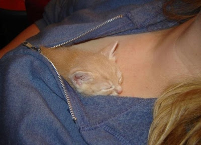 kitten sleeping