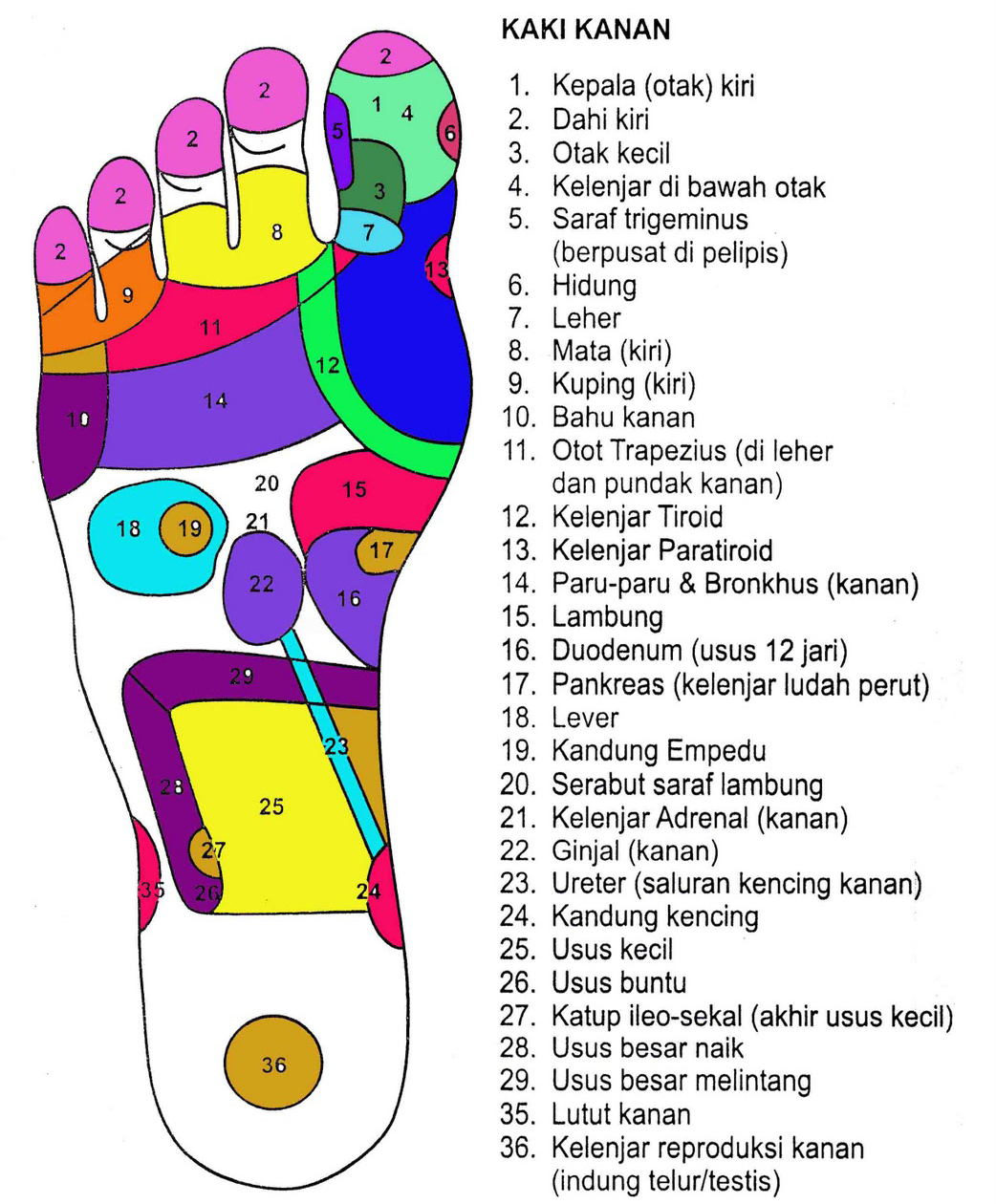 untuk pijat refleksi pada telapak kaki kanan titik syaraf untuk pijat 