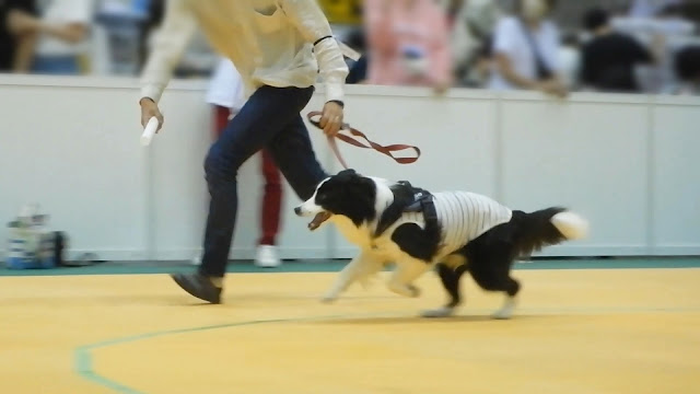 保護犬 ボーダーコリー トーマ Pet博