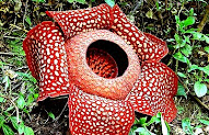 Truth Of Rafflesia Flowers