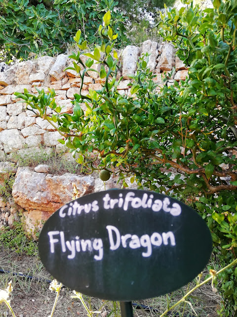 Flying Dragon ne I Giardini di Pomona