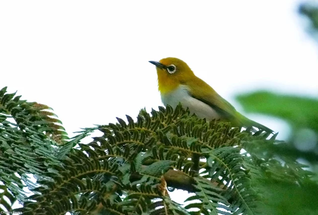 Mountain White-eye in Minahasa forest