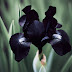 Black Iris: An Amazing Beauty in Your Garden | Swatt Views