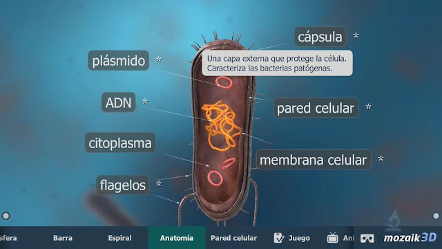 partes de la bacteria modelo 3d de célula procariota