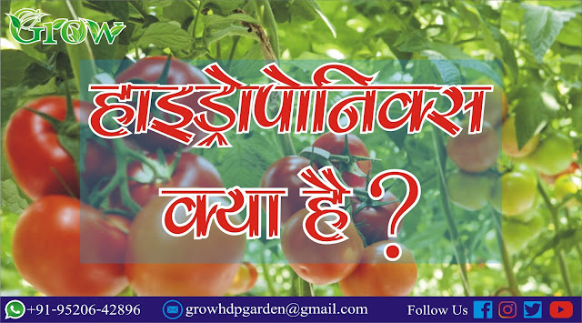 हाइड्रोपोनिक्स क्या है What is Hydroponics