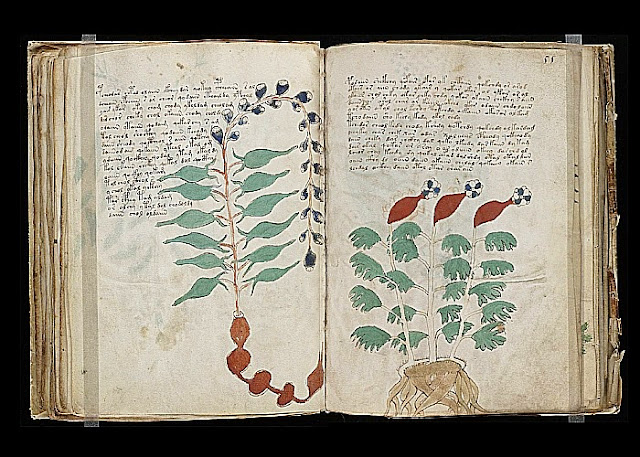 Resultado de imagen de manuscrito voynich