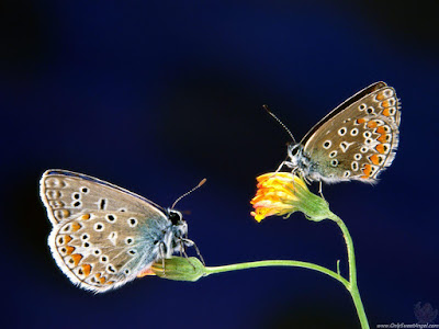beautiful_butterflies_wallpaper_OnlySweetAngel.com