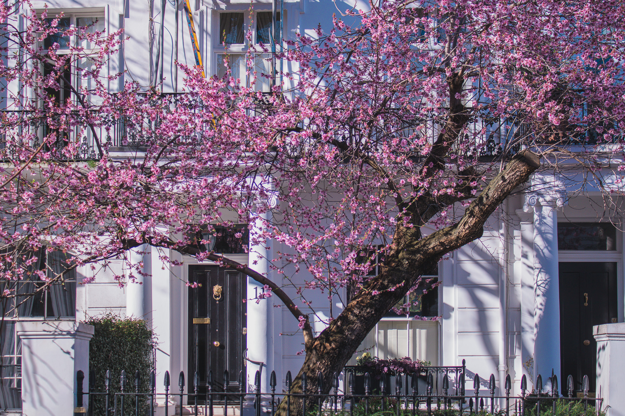 11 Thurloe Street in bloom Spring