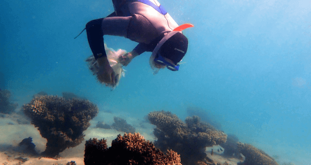 The reefs of Ningaloo are not equipped to deal with future climate change