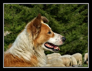 Cane pastore con il suo greggeAlpeggi della PresolanaItalia (il cane il gregge )