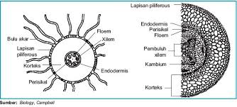 Bentuk Penampang  Melintang  Akar Dikotil  Batang Dikotil  