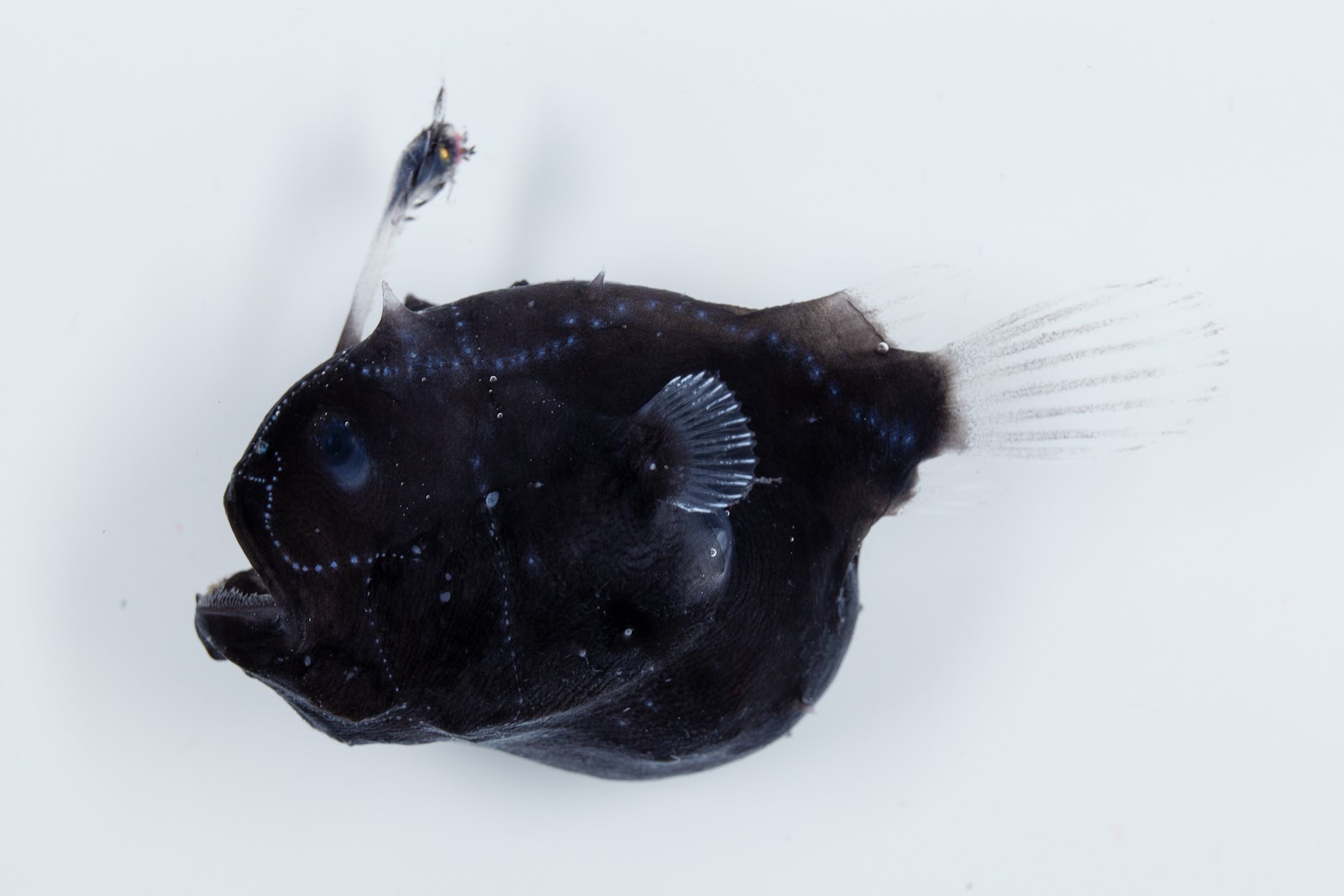 Vampire benzeyen çiftleşme davranışı olan yeni bir Fener balığı keşfedilmiş olabilir.
