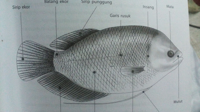 Klasifikasi dan Morfologi Ikan Gurame Lengkap