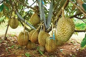 Cara Budidaya Durian Montong yang Benar