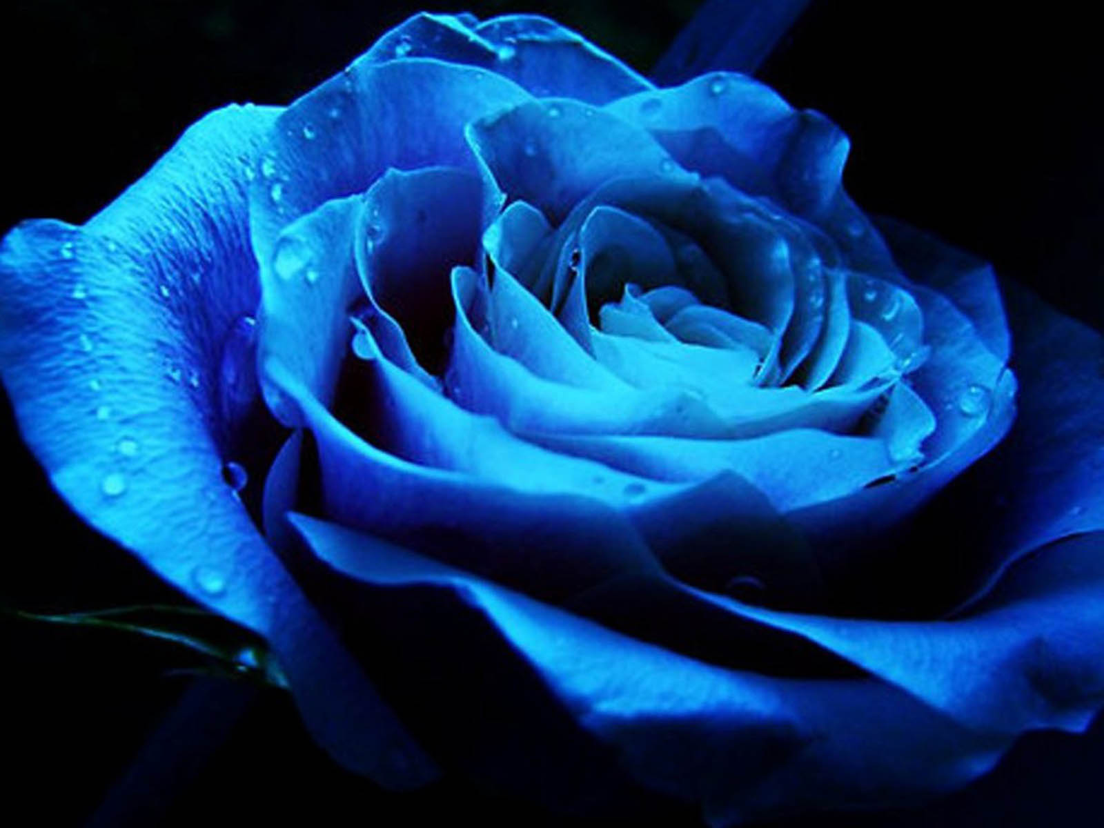  wallpapers  Blue Rose  Wallpapers 