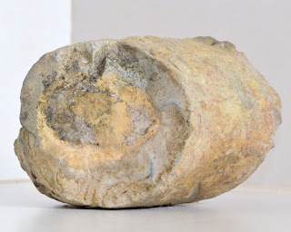 possible rhizolith from Costa Rica