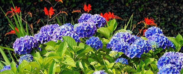 tanaman hias bunga hydrangea