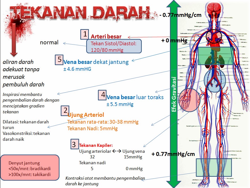 Pengertian Tekanan darah , Denyut Nadi , dan Detak jantung 