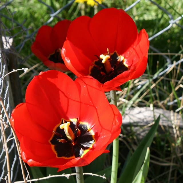 big red tulips bloom, springtime in the garden, artist pause to plant the garden