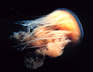 giant lion's mane jellyfish