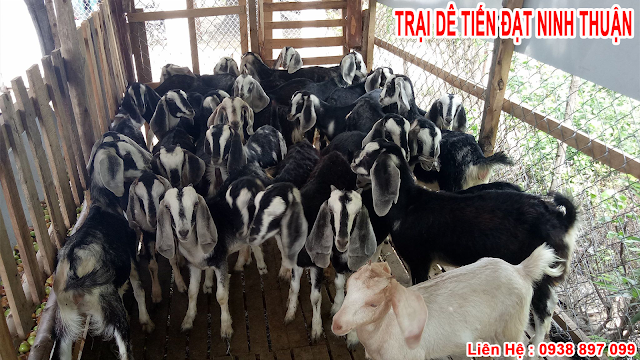 Trại dê tiến đạt ninh thuận