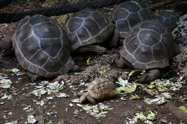 Zanzibar - Prison Island (Changuu) - Turtle