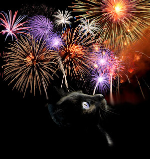 Black cat looking up at fireworks