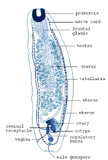 smart_ebook: Cestoda (Cacing Pita)