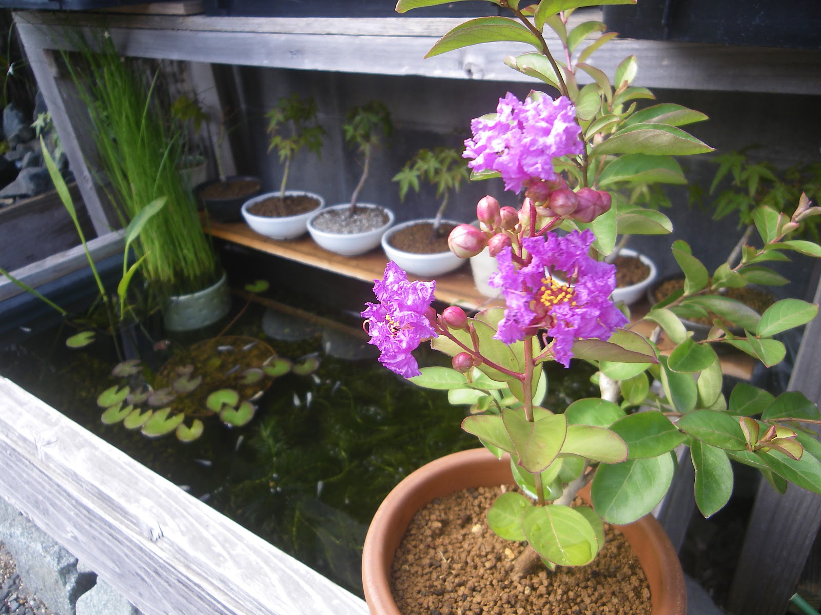 サルスベリ 百日紅 の小さな鉢植えの育て方 メダカの大工