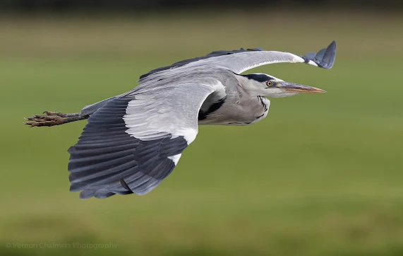 Grey Heron in Flight Table Bay Nature Reserve Woodbridge Island, Milnerton