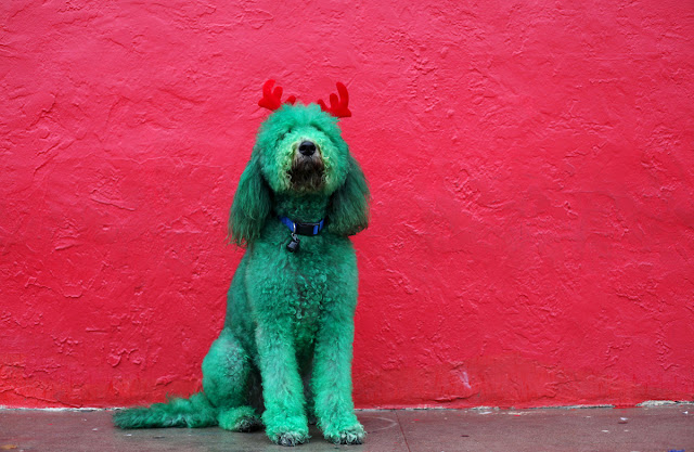 Fotos de perros verdes