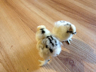 porcelain silkie chicks