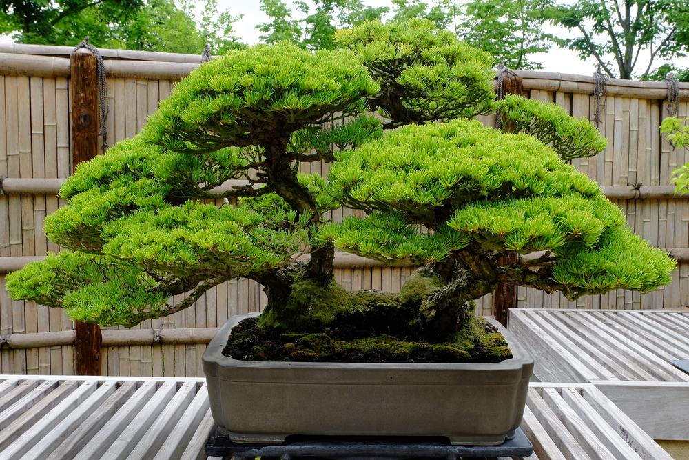 Panduan perawatan untuk pohon  Bonsai Pinus  Populer flush 