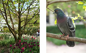 Jardin du Palais Royal med duer og overvældende blomstrende bede