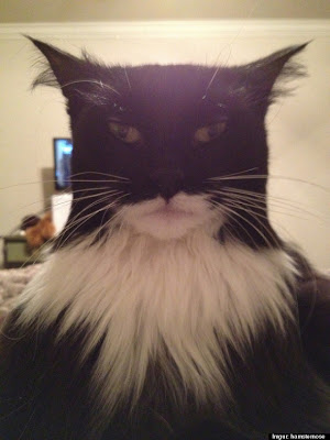 gambar kucing Batman