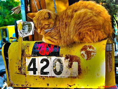 A cat relaxing atop Jimbo's mailbox in Key Biscayne, FL, at 4201 Rickenbacker Cswy, shortly before the restaurant closed in 2012. ©Evan's Studio