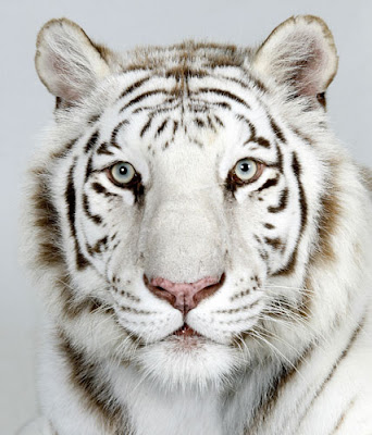Royal Bengal White Tiger Picture