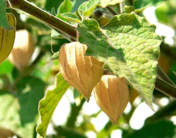 Danau kasih: Cape gooseberry / Physalis peruviana / giant 