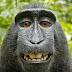 The Case of the Black Macaque