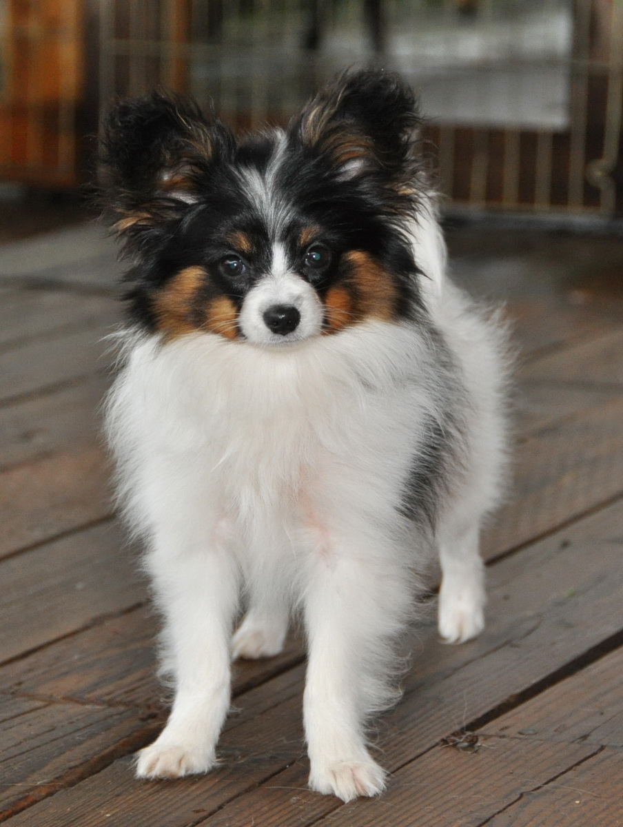 Road's End Papillons : 15 Week old Papillon Puppy