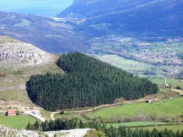 floresta forma coração