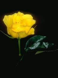 Hd Images Of Yellow Rose 6