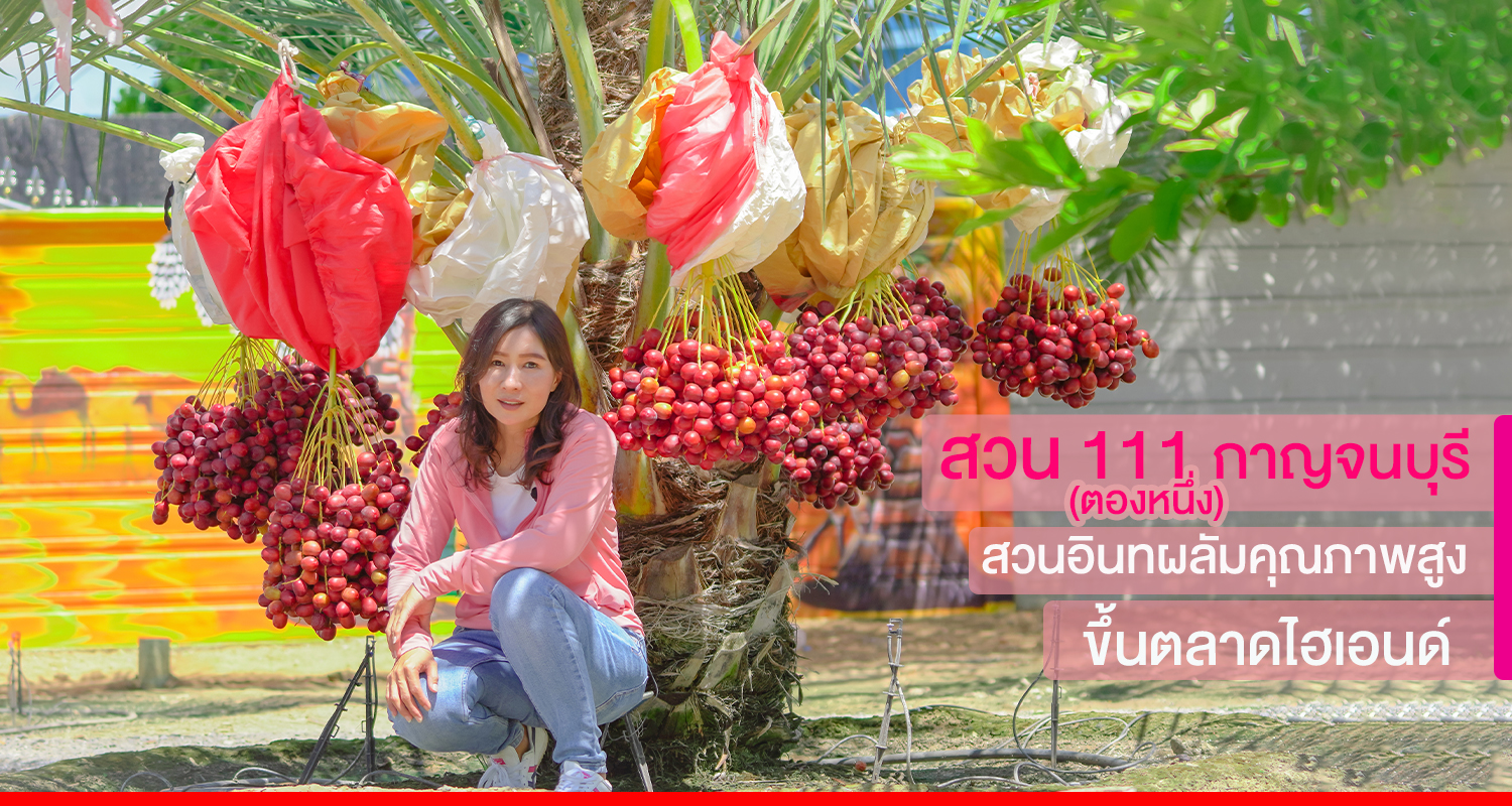 สวนอินทผลัม 111 (ตองหนึ่ง) กาญจนบุรี  สวนอินทผลัมคุณภาพสูง ขึ้นตลาดไฮเอนด์