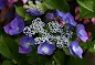 Hydrangea macrophylla ZORRO - ZORRO Hydrangea care