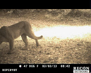 Mountain lion in the morning captured by a wildlife camera.